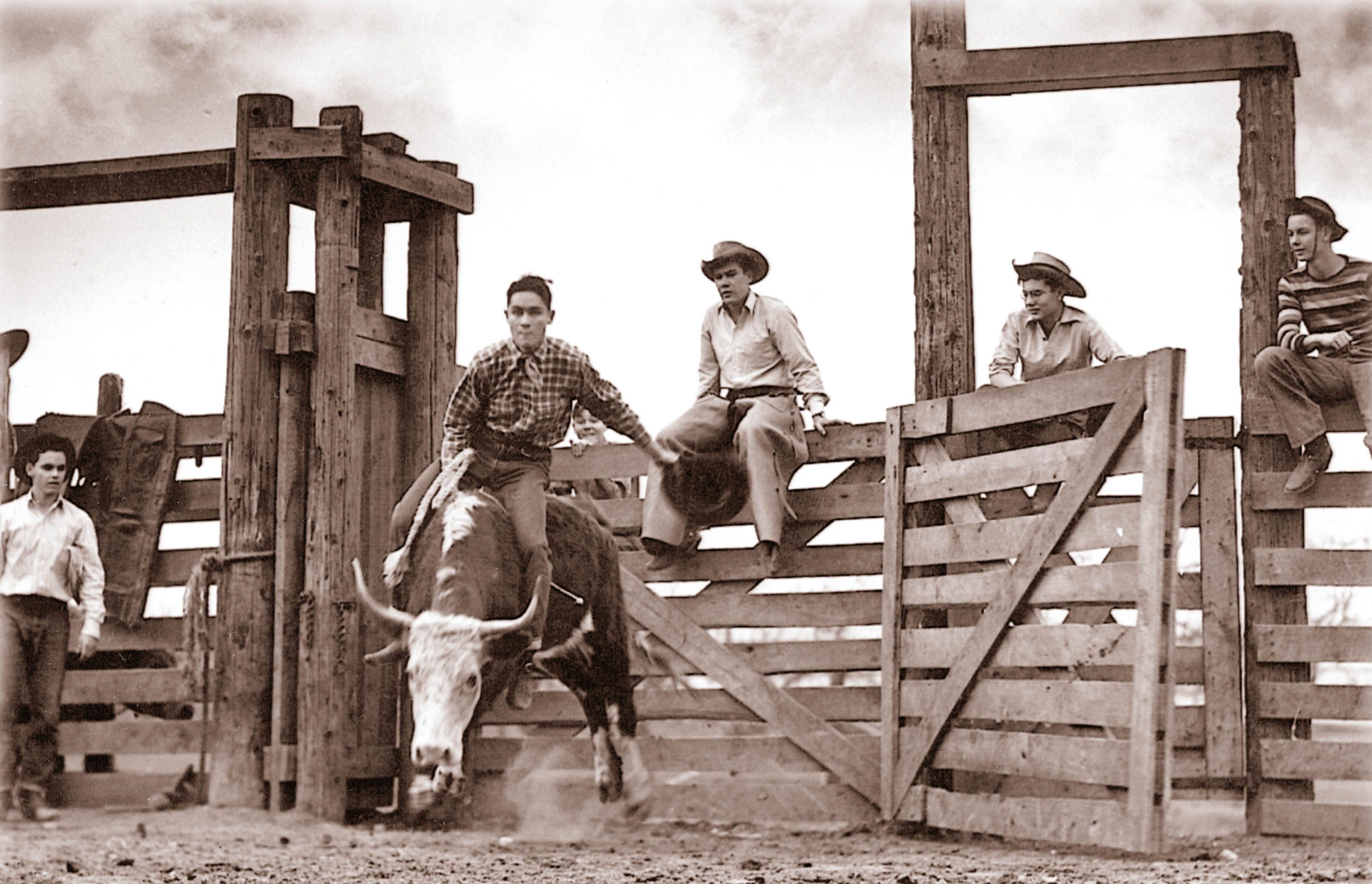 Teenaged Ben Carpenter and friends riding bulls on the ranch.